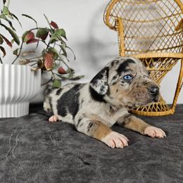 Piper NALC - Blue merle female Catahoula Leopard Dog puppy in Doerun, Georgia from Twig & Tail Puppies