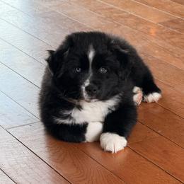 Australian Shepherd, Miniature Australian Shepherd, and Toy Australian Shepherd Puppies from Crazy Acres Aussies