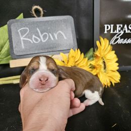 Robin - Mahogany and white female Basset Hound puppy in Pleasant Lake, Michigan from Pleasant Bay Basset Hounds