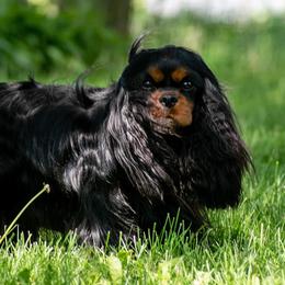 Whiskey - Cavalier King Charles Spaniel