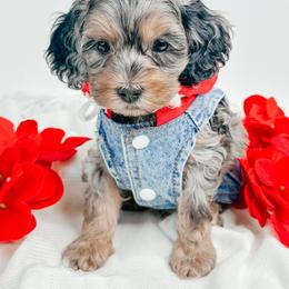 Snoopy - Merle male Cockapoo puppy in Otisville, Michigan from Danie’s Darling Doodles LLC