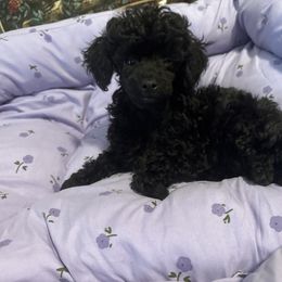 Coal - Black male Poodle puppy in Pounding  Mill, Virginia from Rosa's Chihuahuas