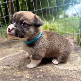 Boy 3 - Sable male Pembroke Welsh Corgi puppy in Maryville, Tennessee from R & T Farms