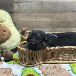 Light Blue - Ying - Black and red male German Shepherd puppy in Iola, Wisconsin from Aus Hütehunde German Shepherds