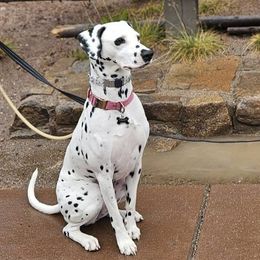 Dalmatian puppies from Buttonridge Dalmatians