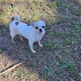 Delilah - Sable spotted white female Chihuahua puppy in Meridian, Oklahoma from Crazy Love Kennels
