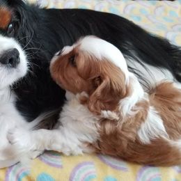 Cavalier King Charles Spaniels from Promotory Cavaliers