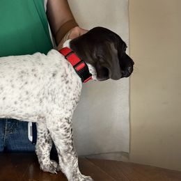 German Shorthaired Pointer Puppies from MCP Kennels