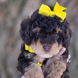 Yellow Girl - Tri-color female Bernedoodle puppy in Vernon, Texas from Sugarland's Texas Goldendoodles