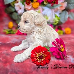 Winnie's Cream Boy AKC - Cream male Poodle puppy in Norman, Indiana from Wendy's Dream Poodles