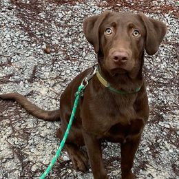 Labrador Retrievers from Coosa River Retrievers
