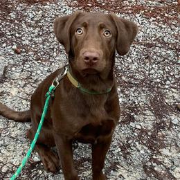Labrador Retrievers from Coosa River Retrievers