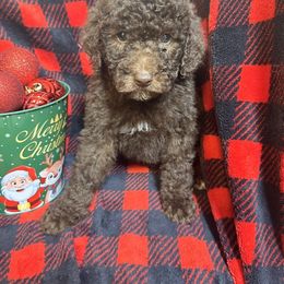 Prancer - Chocolate female Cavapoo puppy in Austin, Texas from Doodles of Central Texas