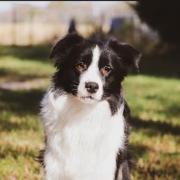 Rev - Border Collie