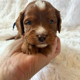 Sky - Red male Cavapoo puppy in Adrian, Oregon from ApplebyFarm