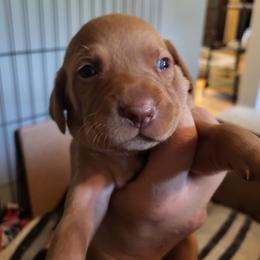 Boy 1 - Golden rust male Vizsla puppy in Stryker, Montana from Jeff Schmieder
