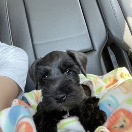Miniature Schnauzer Puppies from S & S Miniature Schnauzer