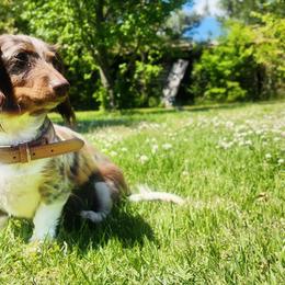 Dachshunds from Short Stuff Doxies