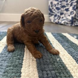 Ginger - Red  female Poodle puppy in Beeville, Texas from Casa de Curls