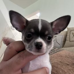 Garlic - Blue and white male Chihuahua puppy in Miami, Florida from GioVel Chihuahua and Italian greyhounds