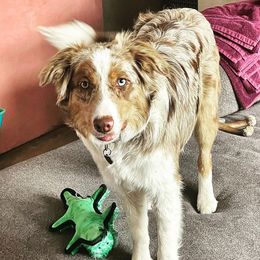 Lulu - Border Collie