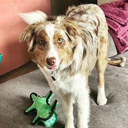 Lulu - Border Collie