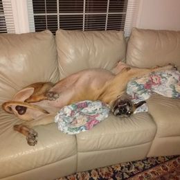 Great Dane All Grown Up from Louise Van Alstyne's Great Danes