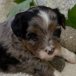 Oh my Josey - Blue merle female Aussiedoodle puppy in Arrington, Tennessee from Tumblin T Aussies and Aussiedoodles