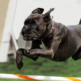 Tillie - Boxer