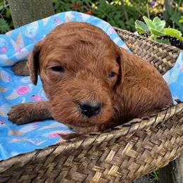 Mango - (Mango Sherbet) - Red female Bordoodle puppy in Canfield, Ohio from Poo's Doo's & Inu's
