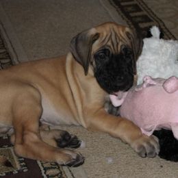 Great Dane Puppies from Daynakin Great Danes LLC