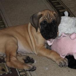 Great Dane Puppies from Daynakin Great Danes LLC
