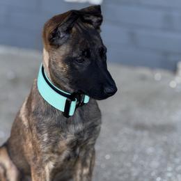 Rami - Black brindle female Dutch Shepherd puppy in Clarksville, Tennessee from Vuurhart Herders