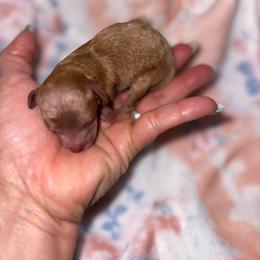 Boy 3 - Red  male Poodle puppy in Hernando Beach, Florida from Minipupps