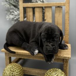 Holly - Black female Great Dane puppy in Grand Junction, Colorado from Top Brackett Danes