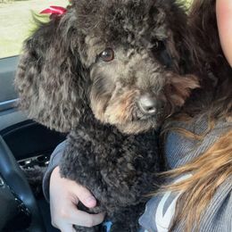 Aussiedoodle, Cavapoo, and Poodle All Grown Up from B&M Cottonwood Canines