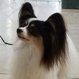 Papillons from Fairytail Papillon's & Phalene's