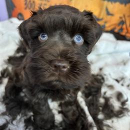 Miniature Schnauzer Puppies from Chiquiticos Shnauzers