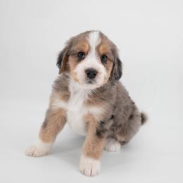 Australian Mountain Doodle Puppies from Brick House Farm Doodles