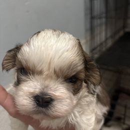 Boy 1 - Gold and white male Shih Tzu puppy in Manlius, New York from Dorothy Agrippino's Shih Tzus