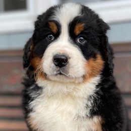 Jackson - Black rust and white Bernese Mountain Dog puppy in New Haven, Indiana from Milan Berners