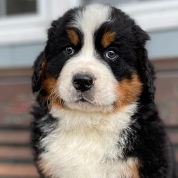 Jackson - Black rust and white Bernese Mountain Dog puppy in New Haven, Indiana from Milan Berners