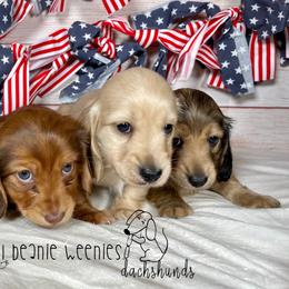 Dachshunds from Lil Beanie Weenies Dachshunds
