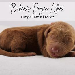 Fudge - Red  male Goldendoodle puppy in Comanche, Texas from Central Texas Doodles, LLC.
