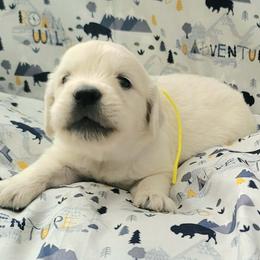 Mr. Yellow - Light golden male Golden Retriever puppy in Campton, Kentucky from ElkRidge Goldens