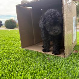 Boy-2 - Silver male Poodle puppy in Sn Bernrdno, California from JennieMiniPets