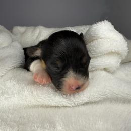 Glory - Black and tan female Pembroke Welsh Corgi puppy in Hotchkiss, Colorado from Grand Mesa Corgis