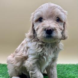 Linen - Cream female Goldendoodle puppy in Hendersonville, North Carolina from Kim's Cove Dog Co.