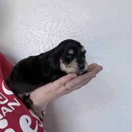 Honey - Black and cream female Dachshund puppy in Fort Worth, Texas from The Holloway Dachshunds