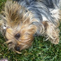 Ollie - Yorkshire Terrier